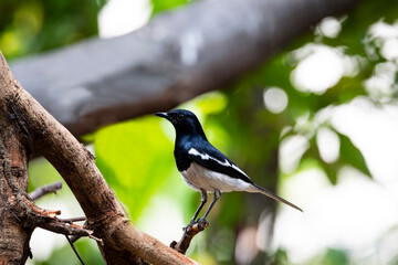 Oriental Magpie Robin