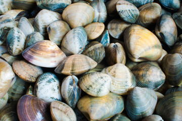 sea shells on background. (HDR)