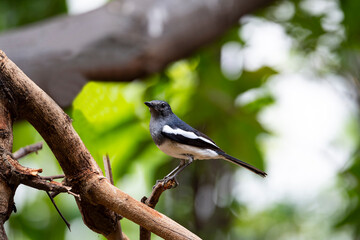 Oriental Magpie Robin