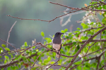 Obraz premium Oriental Magpie Robin