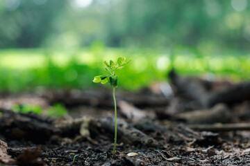 plant seedlings growth