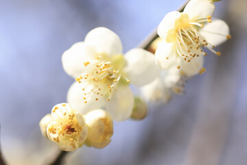 梅の花
