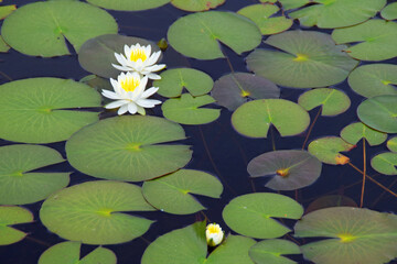 ひつじ草