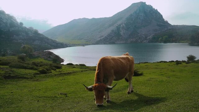 Aubrac cattle grazing on lush pasture
