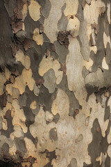 スズカケの木肌