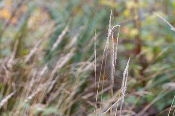 tall grasses growing in fall with spiderwebs on them