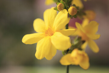 ウンナンオウバイ