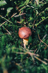 Boletus pinophilus has found a place in beautiful green moss. Pinewood king bolete with a beautiful brown hat surrounded by twigs and grass