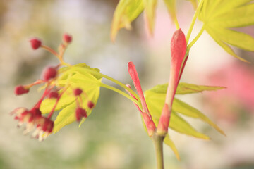 モミジの新芽