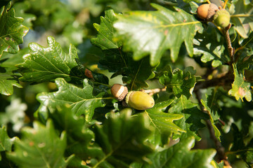 green leaves and nuts almost ready