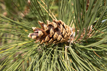 cone in the fall with green tecture