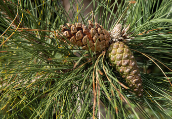 cone in the fall with green texture