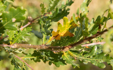 one yellow leaf in between the green ones