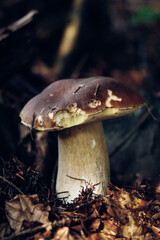 Xerocomus subtomentosus in a beautiful barley fungus. Rooted in deciduous vegetation. Autumn atmosphere. Brown and yellow ache between needles