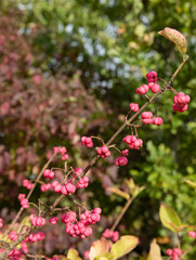 small pink berries on a branch