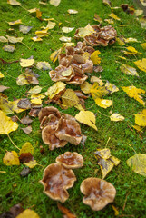 Mushrooms covered with fallen Autumn leaves on green yet grass in the city park, closeup, details.