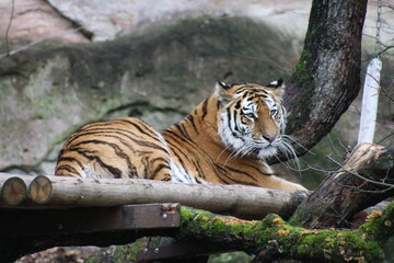 Fototapeta na wymiar Tiger, liegend, Tiergarten Nürnberg