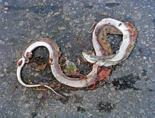 Dead Snake on the road, Rio de Janeiro, Brazil 