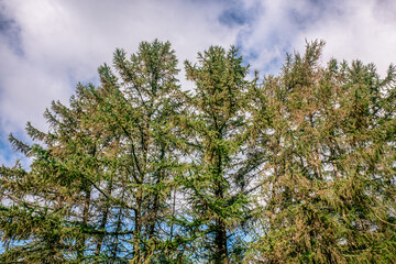 Treetop green foliage. Outdoor nature park landscape background.