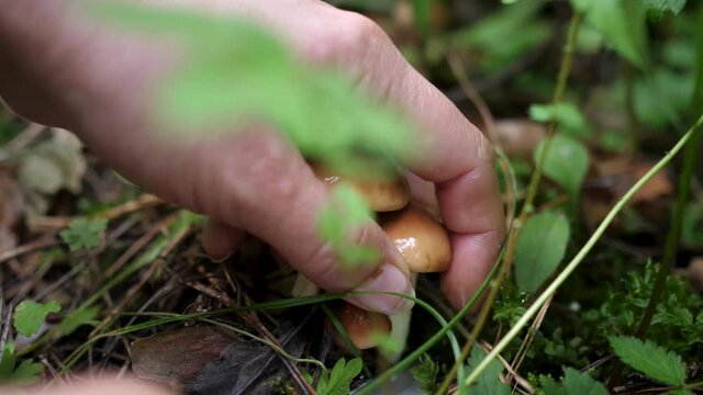 Mushroom picking in the forest. The gathering