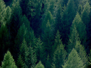 Bosque de pinos, textura y paisaje
