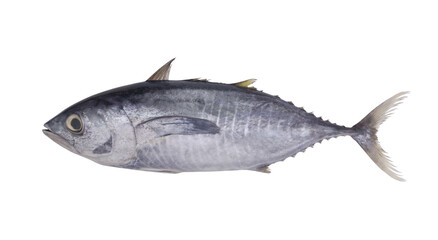 Fresh raw tuna fish isolated on white 