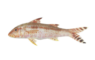 Fototapeta premium Goatfish or red mullet isolated on white background