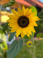 Obraz premium sunflower on a field
