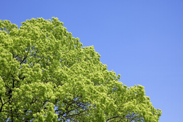 青空と新緑