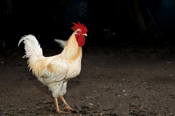 The Rhode Island is stand up in garden at thailand