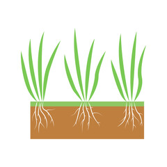 Plant with roots set. Lawn aeration stage illustration. Lawn grass. Process of aeration isolated on white background.