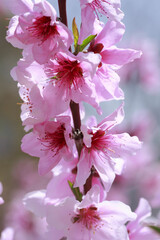 桃の花のアップ