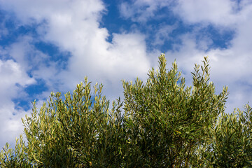 Obraz premium An Olive Tree with Olives and Blue Sky with Clouds