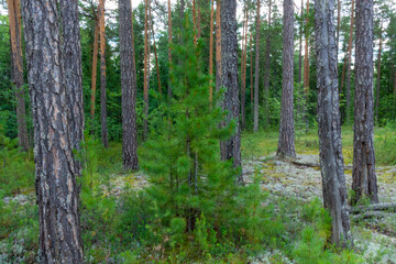 landscape with beautiful,natural,green coniferous trees and plants in the forest