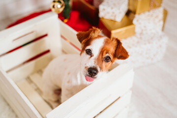 cute jack russell dog into a box at home by the christmas tree