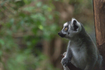 portrait of a Ring-Tailed Lemur (Lemur Catta)