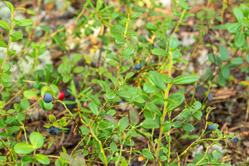 healthy, natural,organic red cranberries, blue blueberries with plants,moss in the forest in summer,autumn