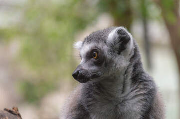 portrait of a Ring-Tailed Lemur (Lemur Catta)
