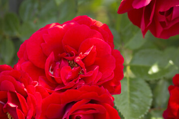 バラの花のアップ