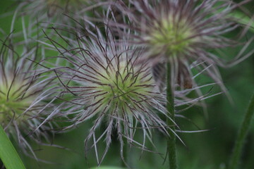 Macro © kaeolek20