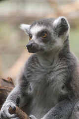 Naklejka na ściany i meble portrait of a Ring-Tailed Lemur (Lemur Catta)