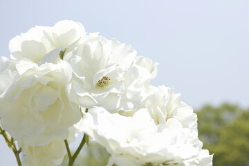 バラの花のアップ