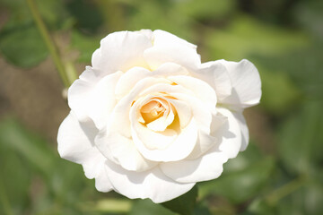 バラの花のアップ