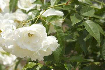 バラの花のアップ