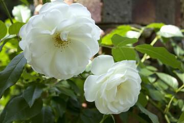 バラの花のアップ