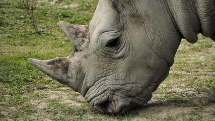 Fototapeta premium Detail of a rhino eating a blade of grass.