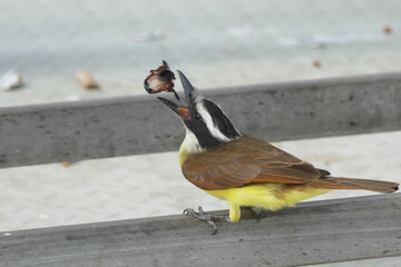 The great kiskadee (Pitangus sulphuratus) is a passerine bird in the tyrant flycatcher family...