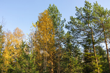 landscape with beautiful,natural, multi-colored trees with green,yellow foliage, coniferous trees in autumn in the forest against the blue sky.