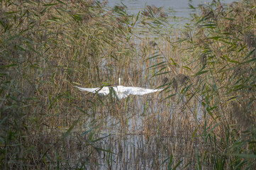 Great egret in flight in the reeds by lakeside