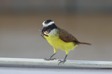 The great kiskadee (Pitangus sulphuratus) is a passerine bird in the tyrant flycatcher family...